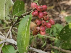 -素山寺森林公园