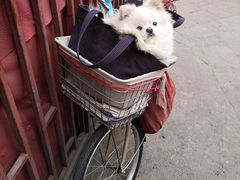 -张家油条