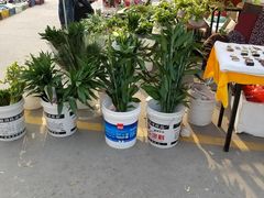 -中环花鸟鱼虫市场
