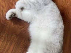 -美心皇宫(沙田大会堂店)