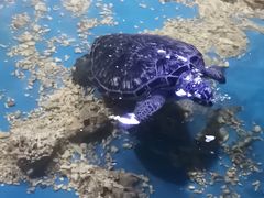 -白鹿仓冰雪海洋世界