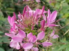 -上海滨江森林公园