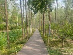 -合肥滨湖国家森林公园