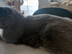 -飞行喵MR PILOT|猫舍·猫咖(静安大融城店)