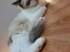 -COLOR PETS 撸猫馆·购猫·猫咖(长风大悦城店)