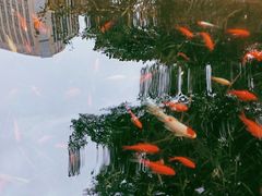 -绵阳人民公园(涪城区)