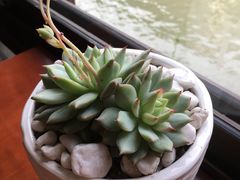 -水乡·印象咖啡馆(周庄店)