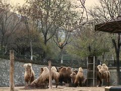 -石家庄市动物园