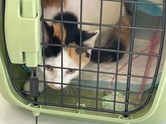 -艾吉宠物医院·疑难杂症转诊中心·猫友好(碧江路院)