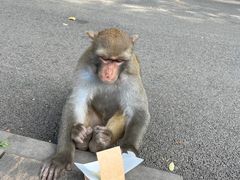 -黔灵山公园