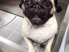 -北京观赏动物医院·24小时大型综合·猫专科·异宠专科