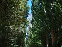 -金塔沙漠胡杨林景区