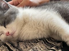-喵zoo家庭繁育猫舍(尖东智能花园店)