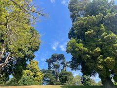 -墨尔本皇家植物园