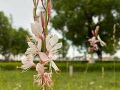 -九里河湿地公园