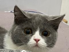 -lincat·猫舍(广州店)
