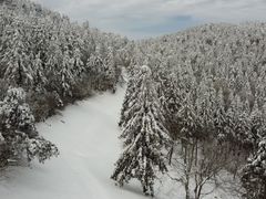 -四明山国家森林公园