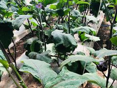 -万源龙顺度假庄园生态观光园