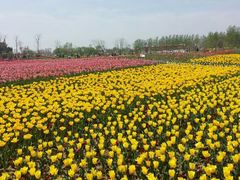 android_upload_pic-荷兰花海