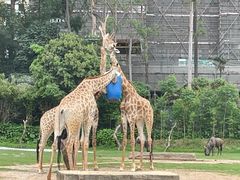 -广州长隆野生动物世界