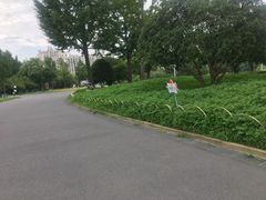 -大宁郁金香公园-停车场