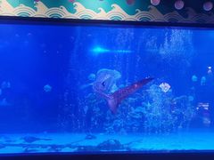 -烟台海昌鲸鲨海洋公园