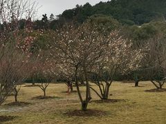 -香雪海