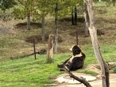 -青藏高原野生动物园