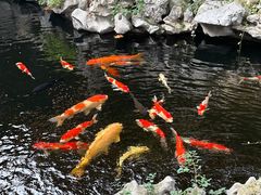 -鲤院·新中式美学·庭院餐厅(夫子庙店)