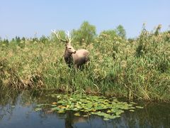 -溱湖国家湿地公园