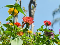 -深圳市中科院仙湖植物园