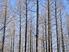 -黄海国家森林公园