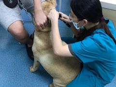 -宠颐生猫科·内科皮肤科(西平世纪城店)