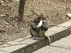 -黔灵山公园
