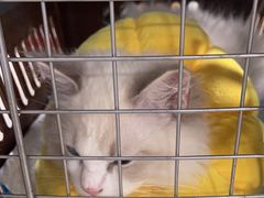 -佳雯宠物医院·皮肤科·内外科(春晓路分院)