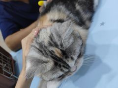 -福懋动物医院·犬猫全科·外科·重症科(杏林分院)