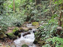 -莫里热带雨林景区