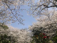 -武汉大学-樱园