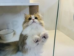 -十月米努特矮脚猫舍