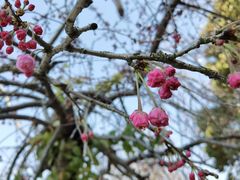 -高东镇樱花园