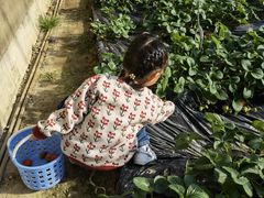 -昌平兴寿秀秀草莓采摘园