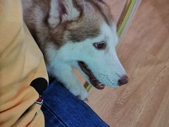 -Husky Go! 哈士奇体验馆·宠物咖啡厅狗咖