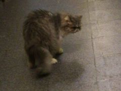 -猫色咖啡·猫咖