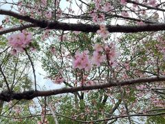 -武汉大学-樱园