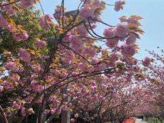 -高东镇樱花园