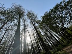 -上海共青森林公园