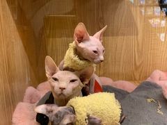 -小呆的宠物店·宠物售卖·宠物寄养(城西店)