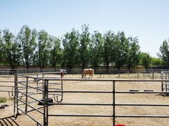 -北京群众马术培训基地