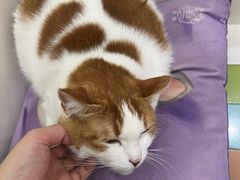 -瑞鹏宠物医院·宠保定点·心脏科·内科(御桥分院)