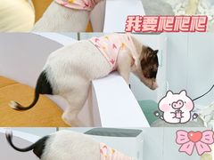 -猪盟咖啡店(玖洲道店)